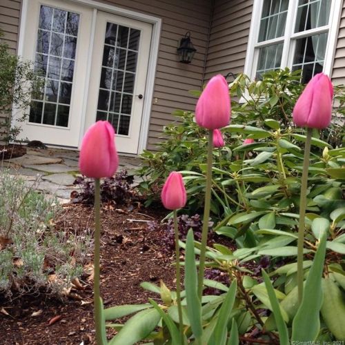 48 Box Mtn Dr, Vernon CT 06066-6305 exterior