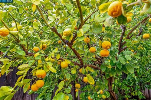 5143 Coral Ct, Concord CA 94521-2315 exterior