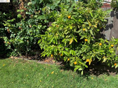 1504 10th St, Berkeley CA 94710-2326 exterior