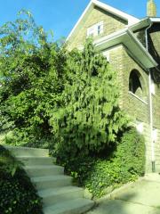 2645 Beechwood Blvd, Pittsburgh PA  15217-2525 exterior