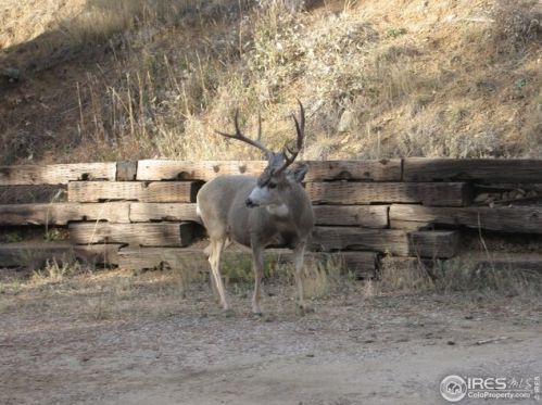 893 Logan Ml Rd, Boulder CO 80302-8729 exterior