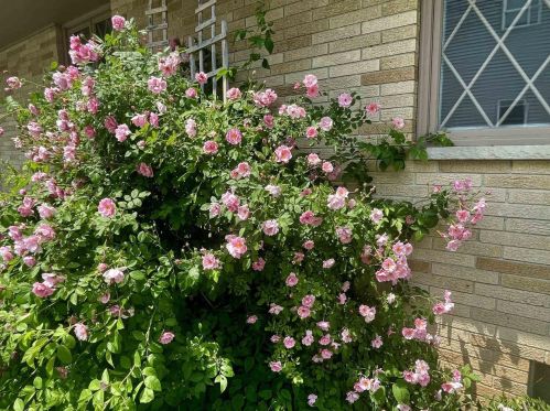 509 Mclean Ave, Tomah WI  54660-1914 exterior