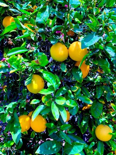 1540 Joanne Ct, Oxnard CA exterior