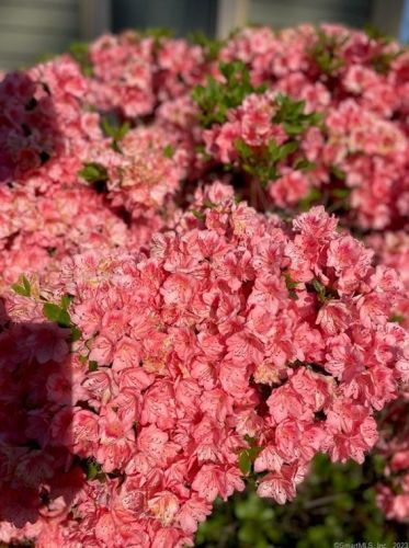 6 Jones Rd, Wallingford CT  06492-4305 exterior