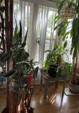 305 Wilcox, Joliet IL 60435-6971 exterior