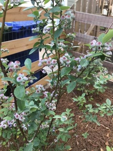 1866 Braeburn Cir, Atlanta GA 30316-2218 exterior