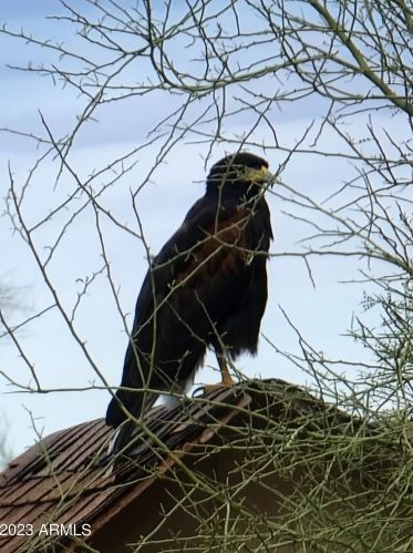43630 20th St, Phoenix AZ 85006-2004 exterior
