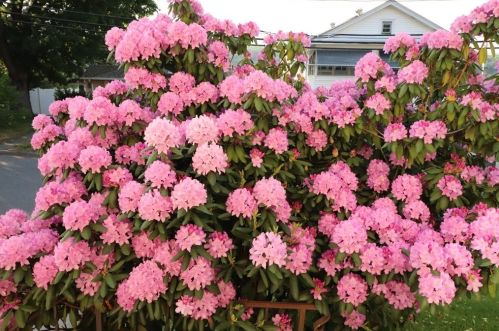 218 Norfolk St, Worcester MA 01604-2910 exterior