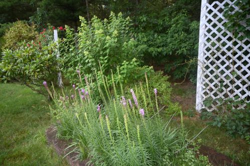 346 Densmore St, Meskegon MI 49442-1511 exterior