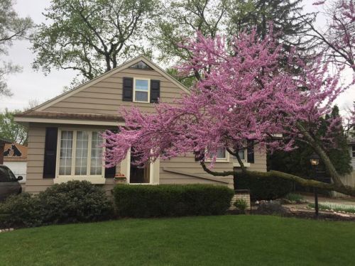 247 Phillips Ave, Clawson, MI 48017-1544