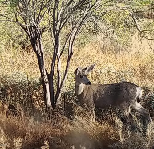 47740 31 Ave, Phoenix AZ 85009-2448 exterior