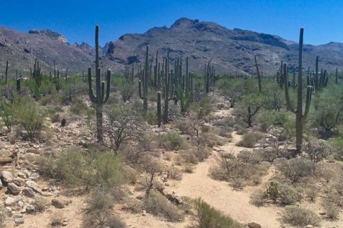 1407 Desert Gdn Dr, Tucson AZ  85718-7839 exterior