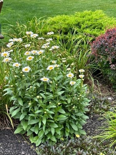 1019 Smt Ave, Westfield NJ 07090-3221 exterior