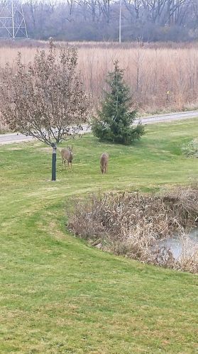 1100 Eunice Ave, Joliet IL 60433-8517 exterior