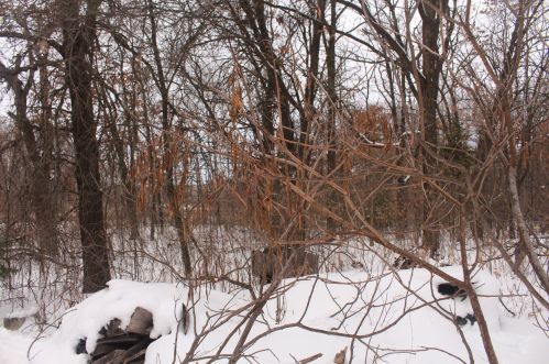 27539 104th St, Zimmerman MN 55398-4662 exterior