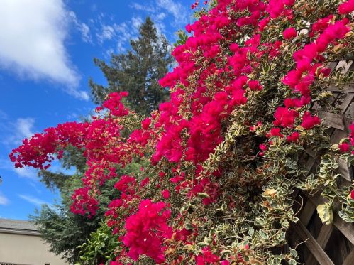 411 Giannotta Way, San Jose CA  95133-1917 exterior