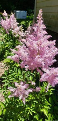 111 Deforest Rd, Wilton CT 06897-1910 exterior