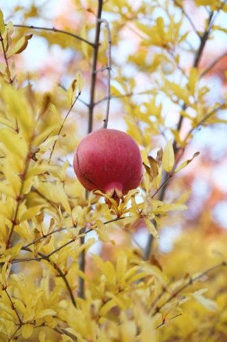 100 John Henry Cir, Folsom CA 95630-8132 exterior