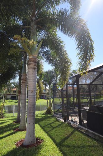 1821 Magliano Dr, Boynton Beach FL 33436-1108 exterior