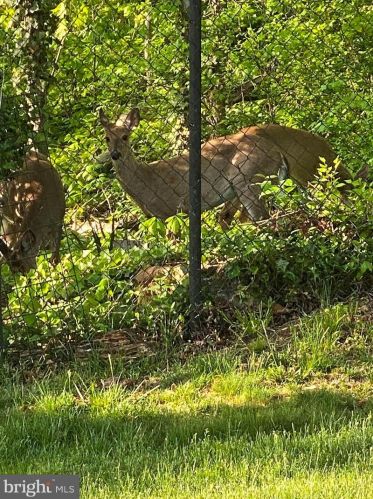 1228 Morningside Ln, Alexandria VA 22308-1042 exterior