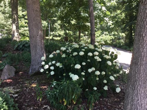 1811 Starr View Ln, Middlevle MI  49333-8066 exterior