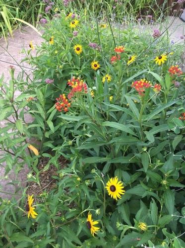 15867 Christopher Ln, Frisco TX 75035-3625 exterior