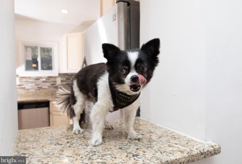 1231 26 St, Philadelphia PA 19121-4603 exterior