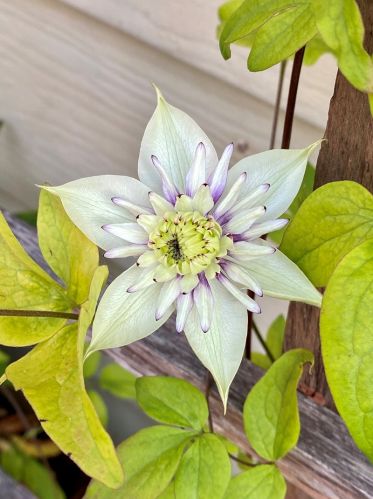 6024 Keating Ave, Chicago IL  60629-5410 exterior