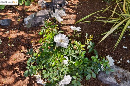 1614 Capistrano Ave, Berkeley CA 94707-1803 exterior