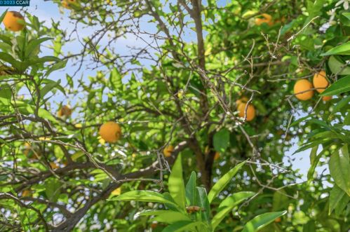 4300 Arleda Ln, Concord CA  94521-3417 exterior