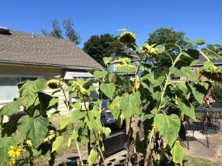 153 Ryerson Ave, Wayne, NJ 07470-7239