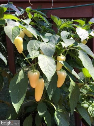 50 Steeplechase Cir, Chester PA 19014-1463 exterior