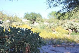 65510 Rose Ridge Dr, Tucson, AZ 85739-1652