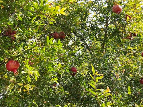 1401 Garland Ave, Tustin CA  92780-3821 exterior