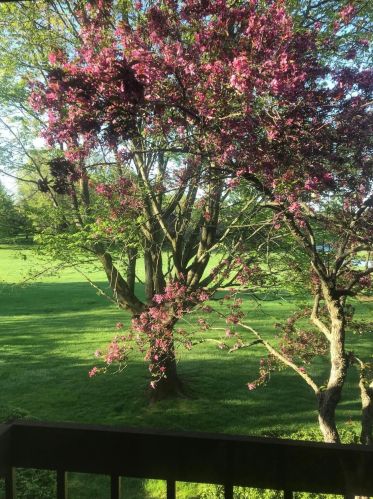 6062 Parview Dr, Grand Rapids MI 49546-7032 exterior