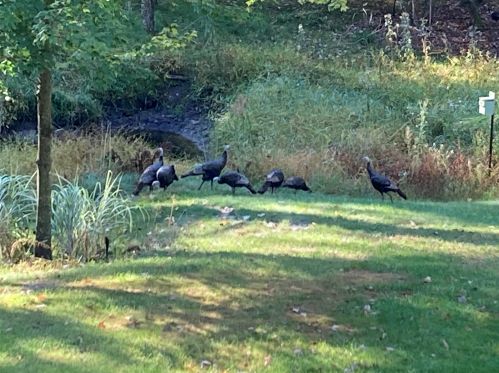 1811 Starr View Ln, Middlevle MI  49333-8066 exterior