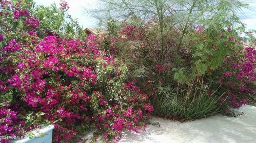 11026 16 Ave, Phoenix AZ 85021-2126 exterior