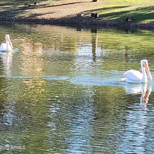 4114 Camellia Dr, Chandler AZ 85286-4437 exterior