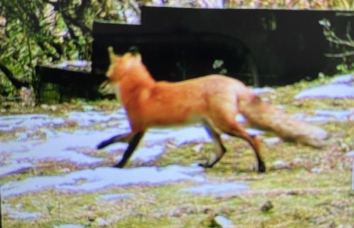 7685 Bowman Ct, South Saint Paul MN exterior