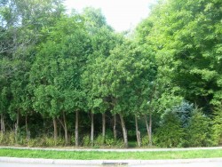 1973 Beacon St, Newton, MA 02468-1436