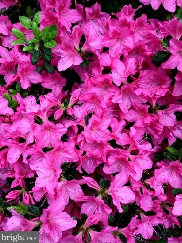 6819 Hopkins Nck Rd, Easton MD 21601-7702 exterior