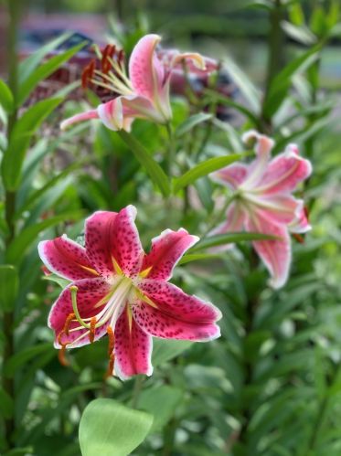 6024 Keating Ave, Chicago IL  60629-5410 exterior