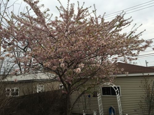 5250 Fletcher St, Chicago IL 60634-4006 exterior