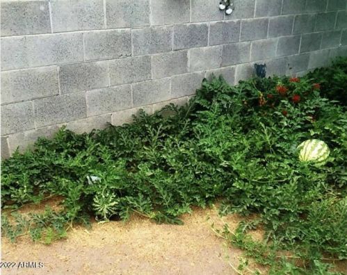 10236 15 Dr, Phoenix AZ 85027-4201 exterior