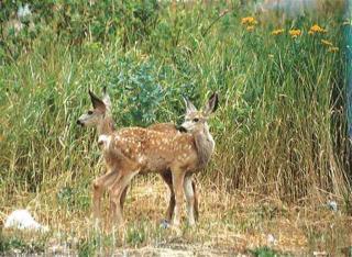 2549 Council Cuprum Rd, Tamarack, ID 83612-5009