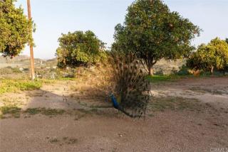 38160 De Luz Rd, Fallbrook, CA 92028-8540