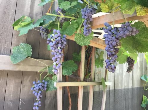 4054 Borders Dr, Folsom CA 95762-5415 exterior