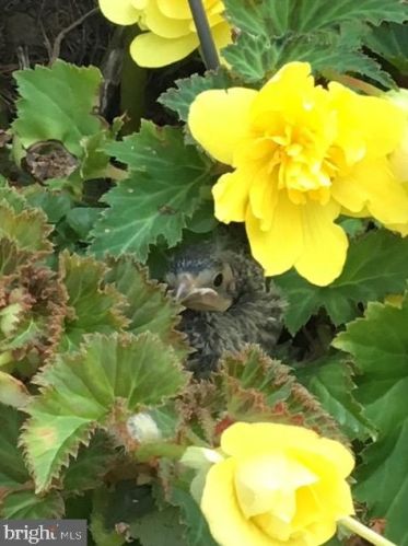 50 Steeplechase Cir, Chester PA 19014-1463 exterior