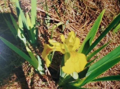 1401 Council Blf Dr, Atlanta GA 30345-4133 exterior