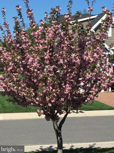 35213 Overfalls Dr, Lewes DE 19958-7001 exterior